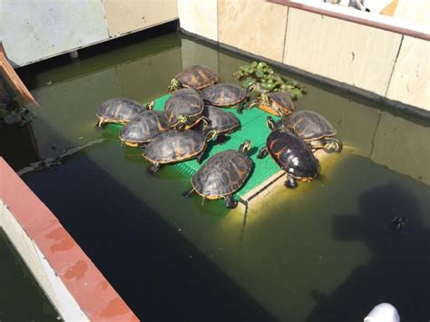 養龜好處